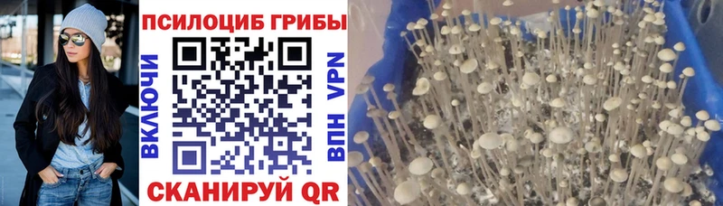 OMG магазин наркотиков Пикалёво Псилоцибиновые грибы ЛСД